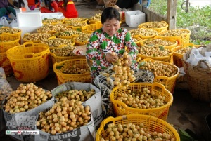 Cần Thơ: Liên kết, phát triển sản xuất nông sản chất lượng cao