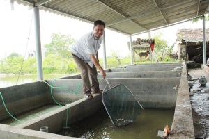 Làm chủ 3 cơ sở ương cá giống, lãi gần 1 tỷ đồng/năm