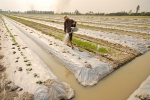 An Giang cấp bách chống hạn, mặn