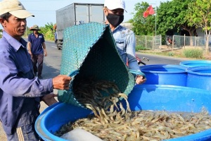 Để nuôi tôm thâm canh bền vững