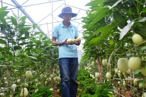 Người đầu tiên trồng thành công giống dưa siêu ngọt Pepino