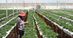 Quảng Ngãi: Hỗ trợ 4 tỷ/doanh nghiệp đầu tư nông nghiệp, nông thôn