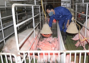 Nơi sản xuất lợn giống luôn trong tình trạng 