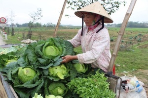 Rau sạch Thạch Liên vẫn loay hoay tìm đối tác bao tiêu đầu ra