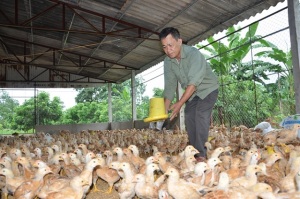 Ngăn chặn cúm gia cầm, hướng tới chăn nuôi bền vững