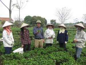 Trồng chè sạch theo tiêu chuẩn quốc tế, lãi nửa tỷ/năm