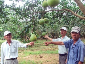 Bắt tay sản xuất trái cây có chứng nhận