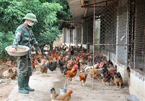 Phòng chống dịch bệnh cho đàn gia súc, gia cầm không dùng vacxin