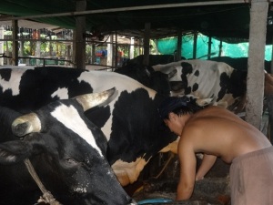 Nâng cao chất lượng đàn bò sữa