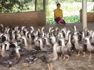 Người nuôi vịt trời bán hoang dã có tiếng ở Cẩm Khê