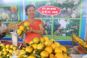 Cam sạch Hưng Yên