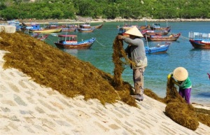 Khuyến nông Khánh Hòa: Nhiều mô hình hiệu quả 