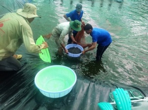 TP.HCM lan tỏa mô hình nuôi tôm công nghệ cao, thu tiền tỷ/ha