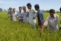 Liên kết tiêu thụ lúa gạo chất lượng