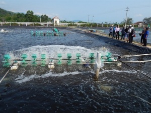 Giải pháp phòng trị bệnh trên tôm nuôi