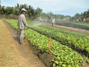 Xây dựng chuỗi thực phẩm an toàn, bền vững