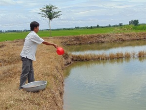 Sản xuất cá tra giống và làm mấy công lúa, thu 2 tỷ đồng/năm