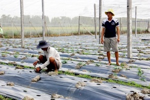 Hợp tác sản xuất rau an toàn