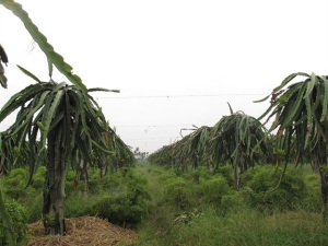 Cánh đồng lớn thanh long xứ Đoài