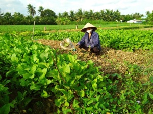 Tiền Giang phát triển rau VietGAP