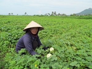 Kỹ thuật trồng dưa lê gối vụ 