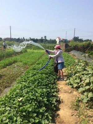 Trồng rau hữu cơ ở Kim Long