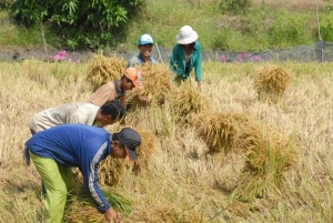 Nông nghiệp An Giang trên đà tăng trưởng