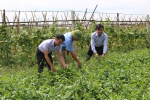 Tiên phong làm VietGAP, từng bước xây dựng thương hiệu rau sạch Đức Huy