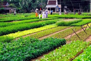 Nông dân Quảng Nam tiêu thụ nông sản tại Đà Nẵng