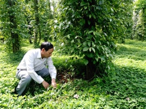 Tiêu sinh thái, hái ra tiền