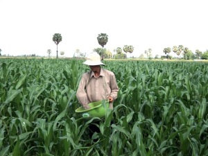 ĐBSCL: Phát triển chăn nuôi để giảm diện tích trồng lúa