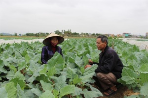 Rau sạch Yên Dương: Ngon tại giống, sạch tại tâm