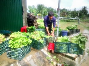 Rau sạch Ninh Đông dần có chỗ đứng