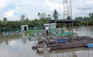 Nuôi cá rô phi lồng bè VietGAP