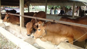 Phát triển chăn nuôi gia súc hàng hóa