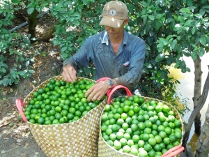 Trồng chanh xuất khẩu sang Hàn Quốc 