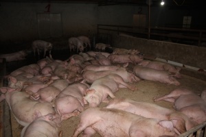 Những con lợn được "ăn ngon, ở sướng"