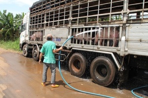 Xuất khẩu lợn mỡ sang Trung Quốc, lợi trước mắt, hại dài lâu