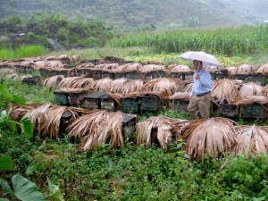 6 kiến nghị của Hà Giang về phát triển đàn ong