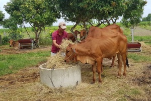 Thay đổi cơ cấu chăn nuôi thế nào?