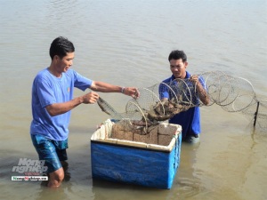 Nuôi tôm cỡ lớn