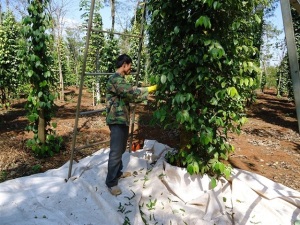 Hồ tiêu không còn là cây 