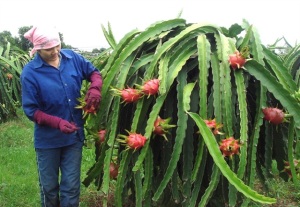 Bón phân cho thanh long đạt hiệu quả cao nhất