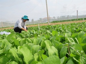 Cấp chứng nhận sản xuất rau an toàn