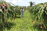 Cà Mau: Khuyến cáo không trồng thanh long ồ ạt