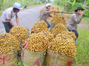 Trồng nhãn hướng đến xuất khẩu