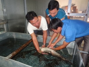 Tuyên Quang: Sản xuất cá chiên giống quy mô lớn