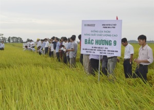 Quảng Bình: Bén duyên Thiên Ưu 8 và Bắc Hương 9