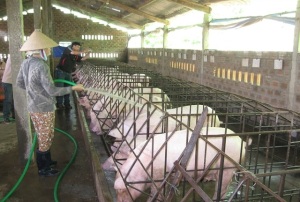 Chăn nuôi an toàn sinh học mang lại hiệu quả kinh tế cao