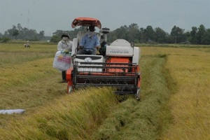 Gạo sạch từ cánh đồng lớn